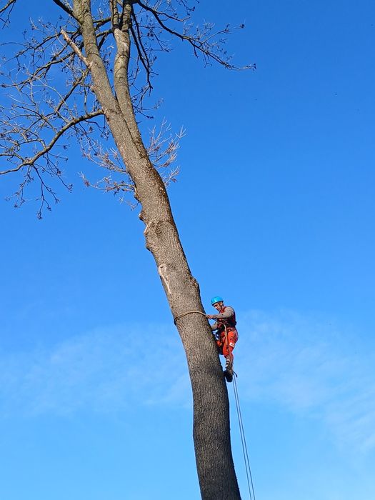 Зрізання дерев  у важкодоступних місцях способом альпенізму