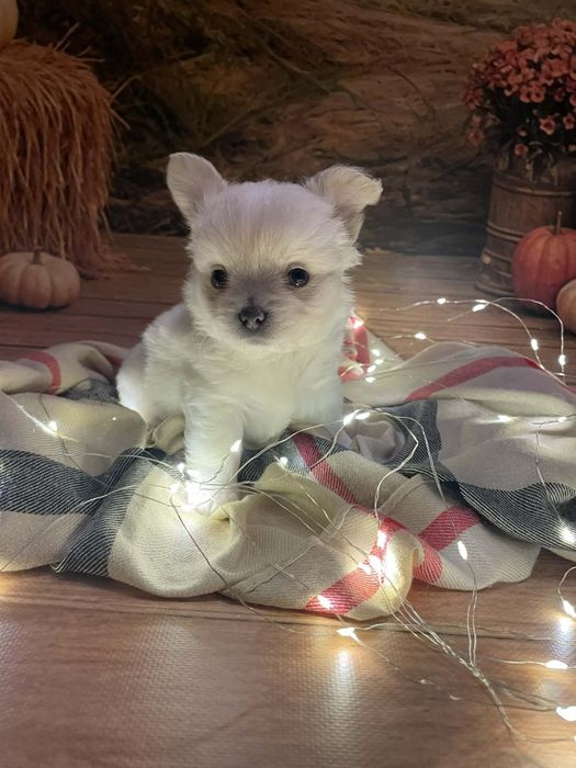 ***BIAŁA *** Chihuahua długowłosa***ZKwP/FCI***