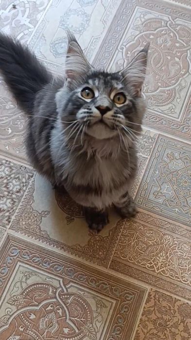 Кошечка породы Мейн