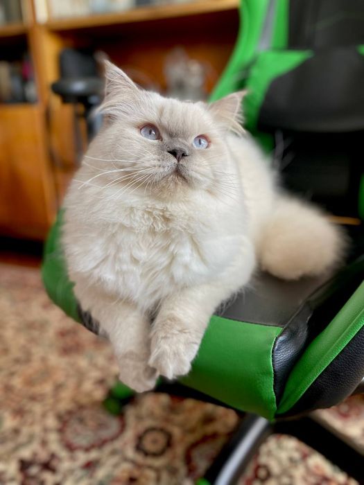 Скотіш страйт хайленд