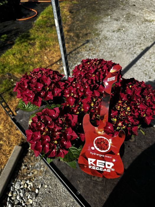 Hortensja ogrodowa kolekcjonerskie