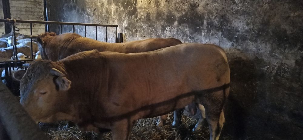 Byki Blond x Limousine