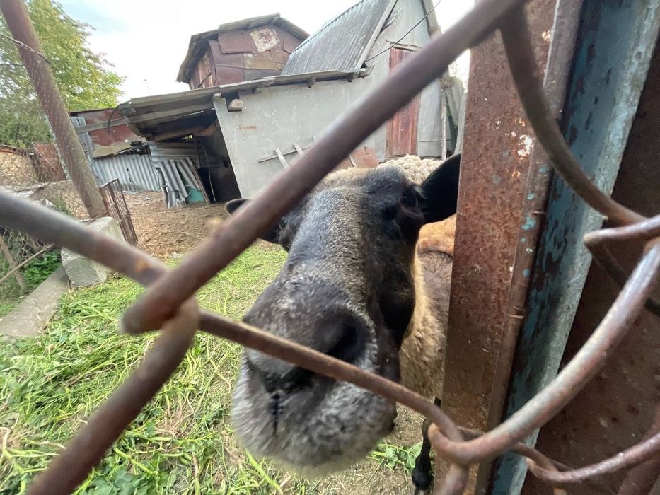 Продам овець та барана (можливий продаж поштучно або отарою)
