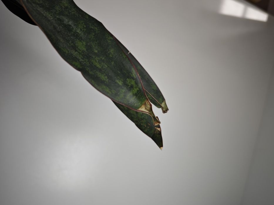 REZERWACJA Sansevieria Ngare Nanyuki