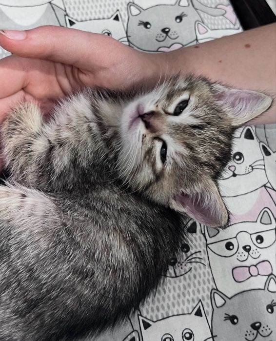 Кошенята безкоштовно