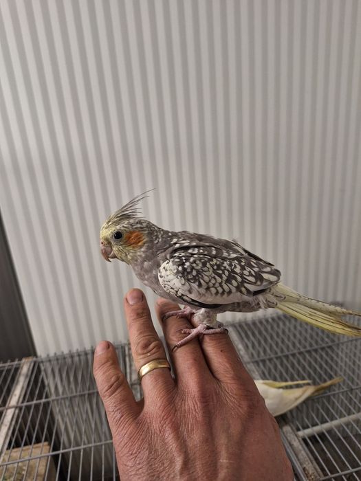 Cataturas  domisticadas