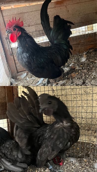 Galos Nagasaki e Sebright prata