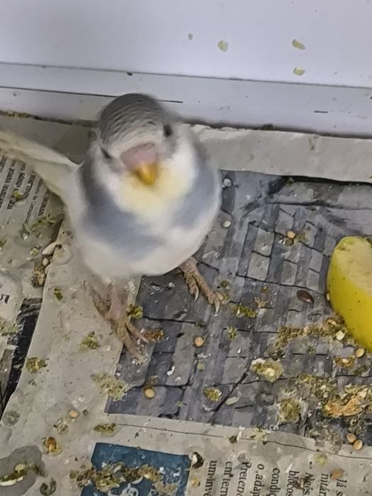 Periquitos  Australianos