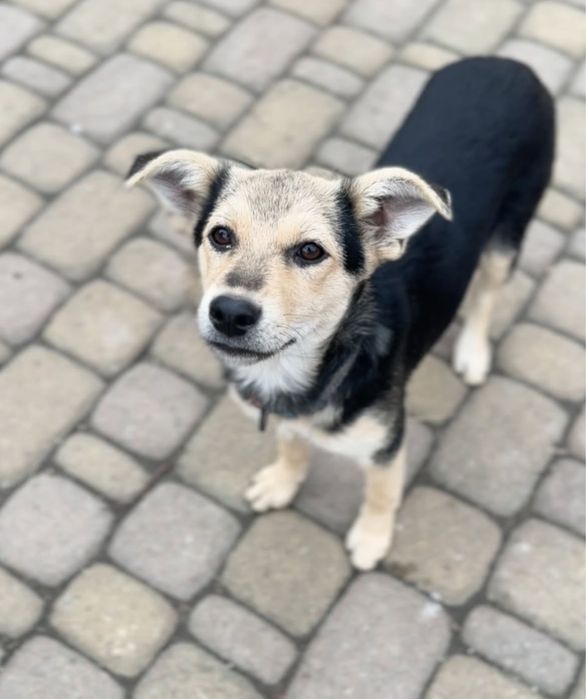 Собаченята 7 місяців стерилізовані! 5 дівчаток