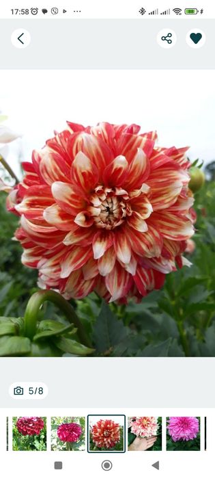 Продам жоржини бульби на посадку