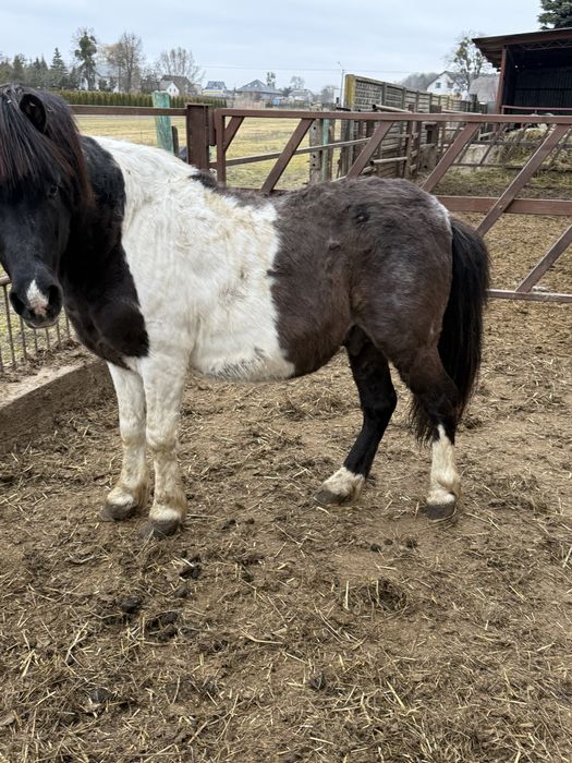 Sprzedam kucyka ogierka