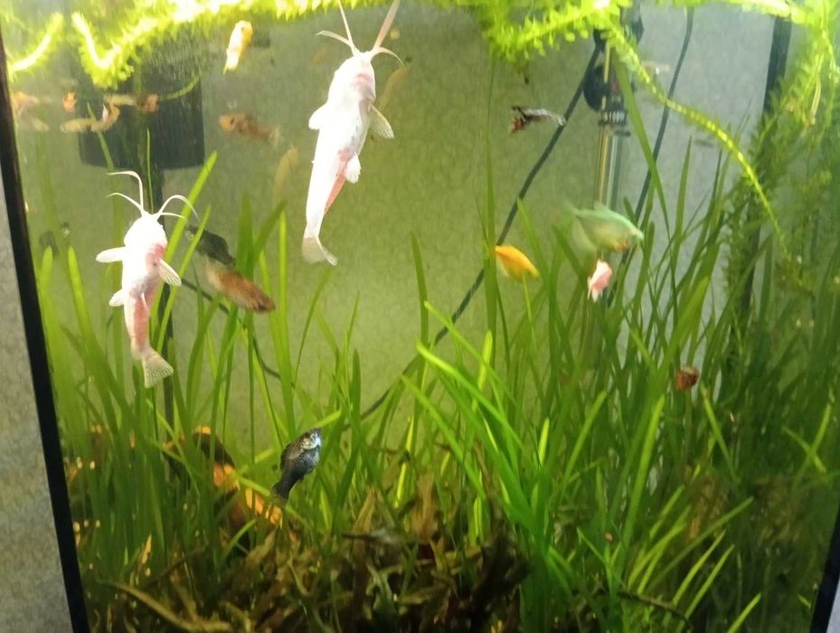 Продам акваріум об'ємом 90 літрів з усим обладнанням