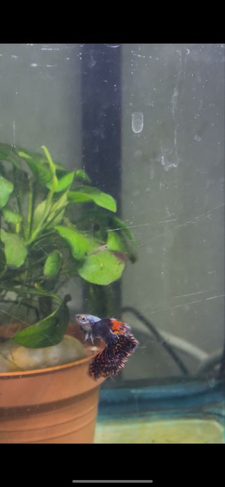 Guppy Dumbo Red Mocais (Linhagem)