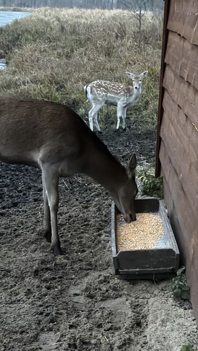 Sprzedam lub zamienię Łanie Jelenia