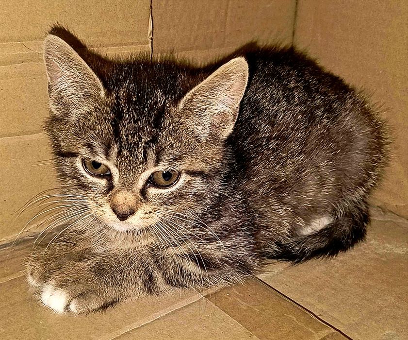 Kociaki, dwóch pręgowanych chłopców