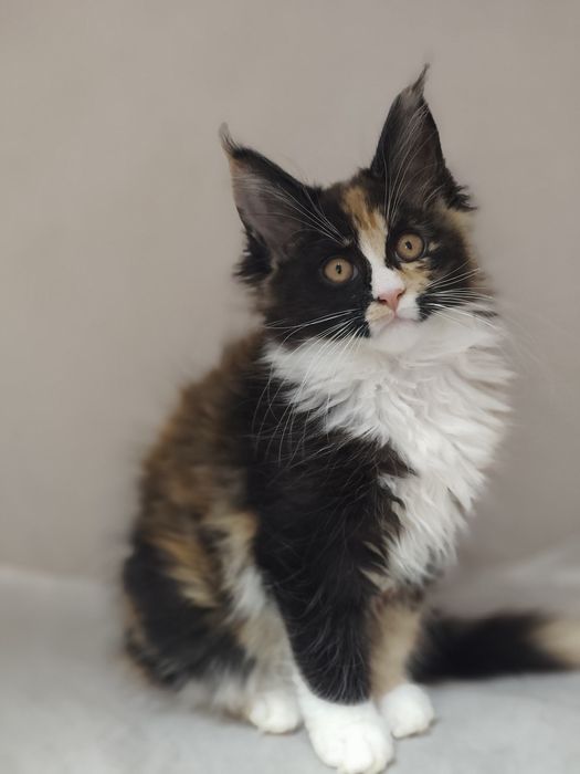 Котята Мейн-Кунята