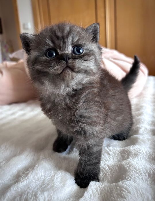 Gatinho Scottish Straight