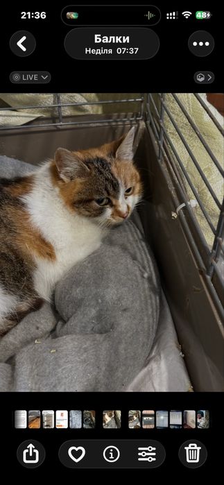 Киця,кішка,котики,тримасна