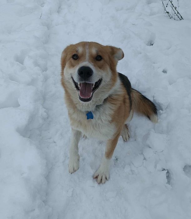 Cudny Romuś szuka domu