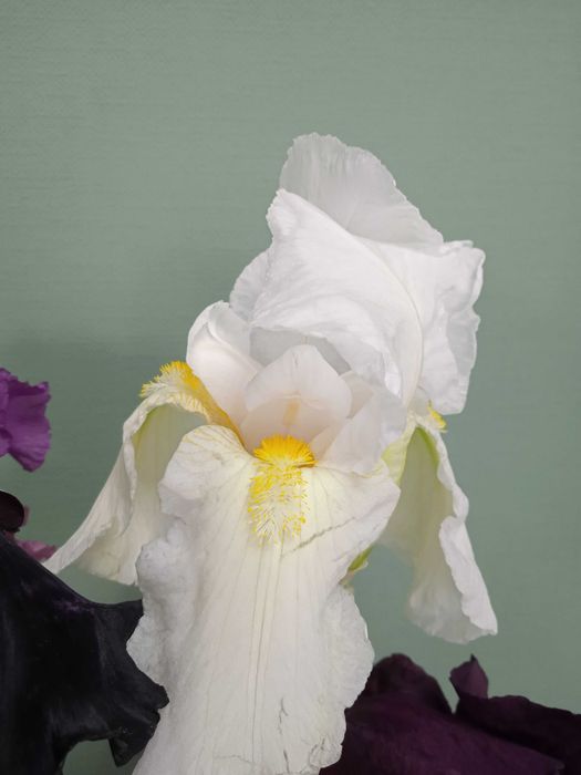 Високі крупні бородаті іриси петушки  клубні