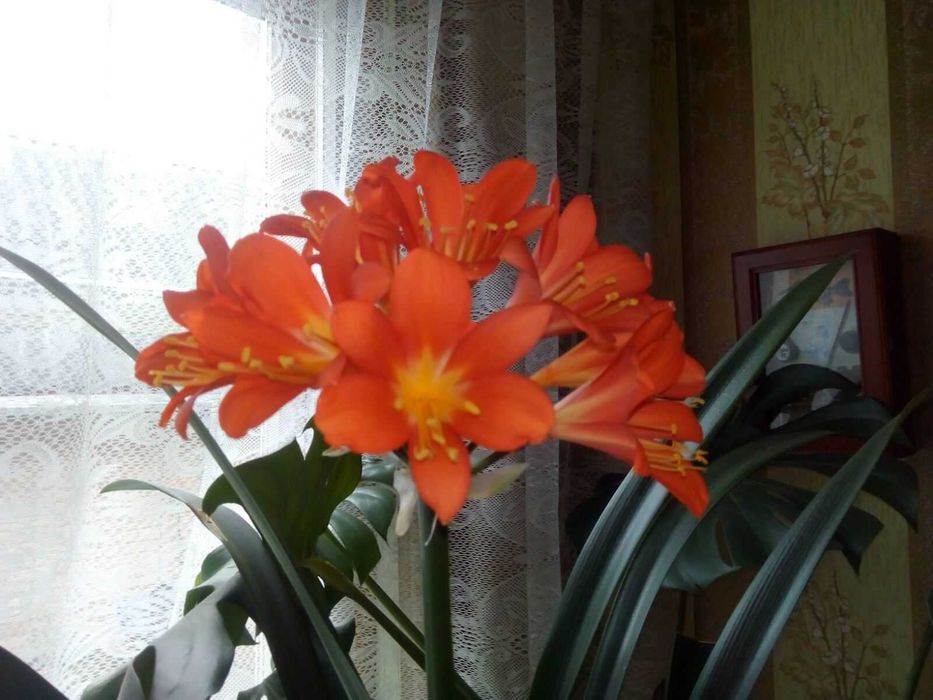Клівія кіноварна(Clivia miniata)від 100-300 гр.