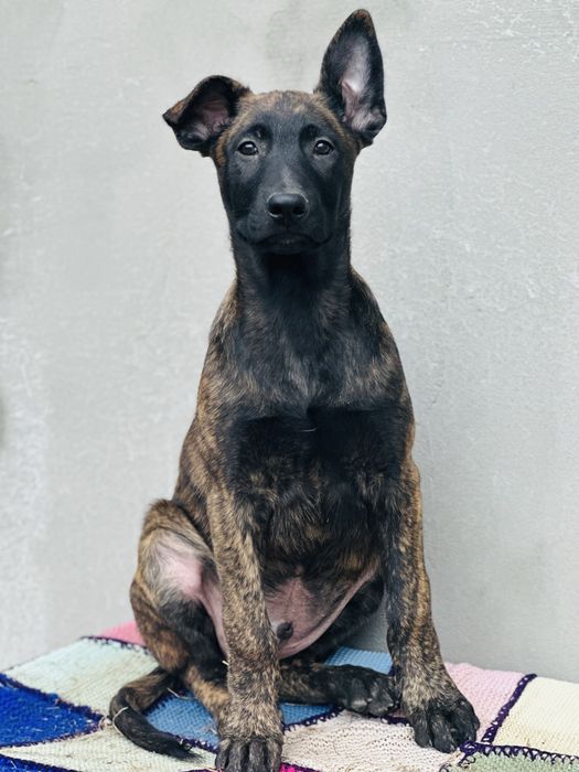 Хердер!- голландская овчарка! Пацан Эрик!