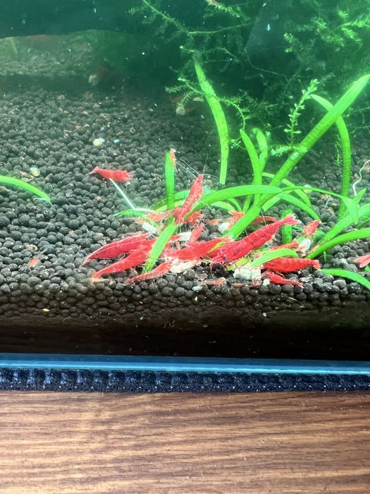 Camarões neocaridina ref fire