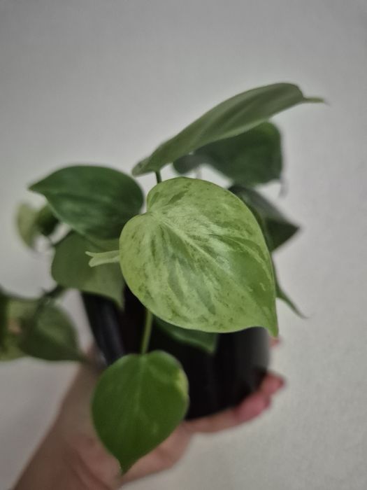 Philodendron Hederaceum Variegata