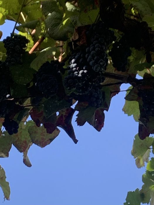 Uvas vinhao para fazer vinho