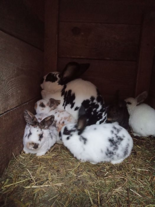 Rex trójbarwny dalmatyński młode króliki