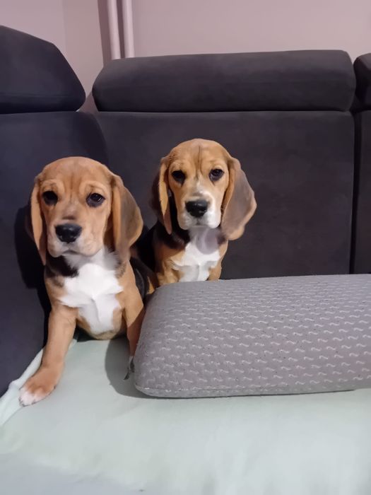 Beagle ZKWP FCI po Championie