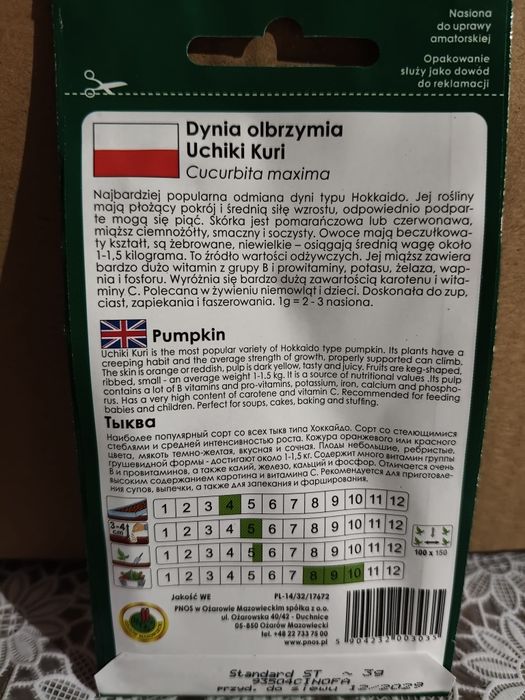 Dynia olbrzymia Uchiki Kuri