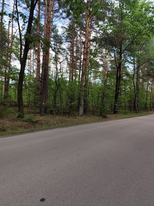Sprzedam las w miejscowości Kozodrza – pohled 3