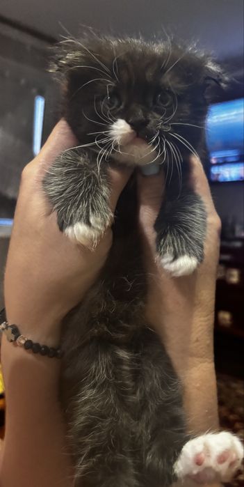 Кошенята шукають люблячу родину