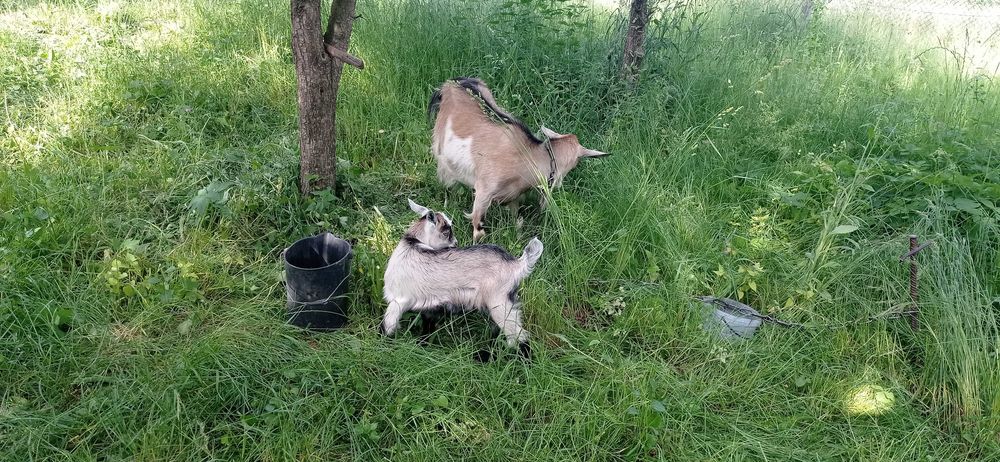 Продається козеня
