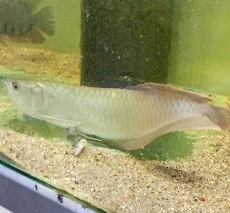 Arowana Srebrna 30cm.