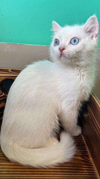 Хлопчик білий блакитноокий