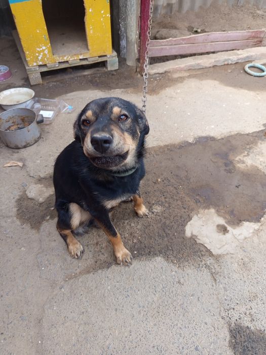 Отдам безплатно собаку пацан на цеп