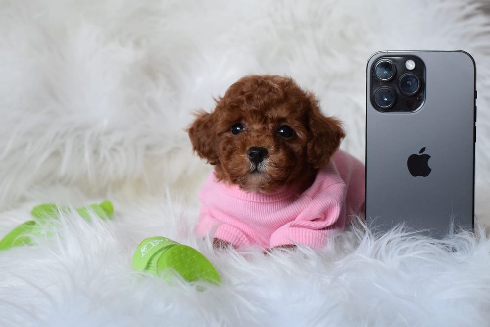 Мальтіпу самі кукляшні цуценята. Породисті ф1. Мальтипу щеночки