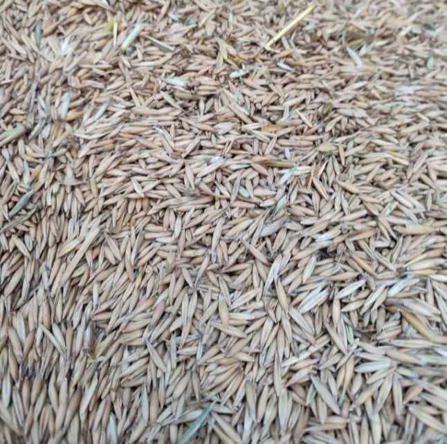 Продам овес 2023