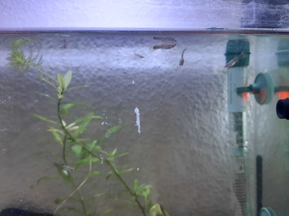 guppys bebés amarelo florescente