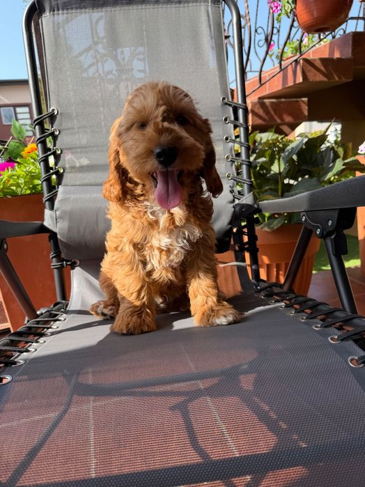 Cockapoo samczyk F1
