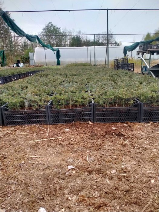 Jodła kaukaska WYSYŁKA 4-letnia Ambrolauri doniczka P9