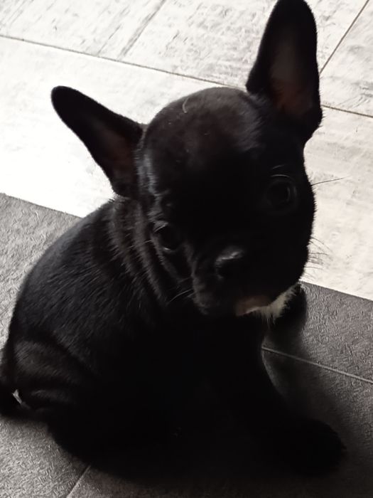 Buldog francuski - gotowy do odbioru pies