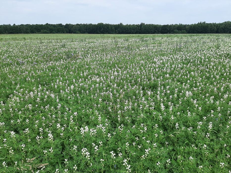 Sprzedam łubin ekologiczny