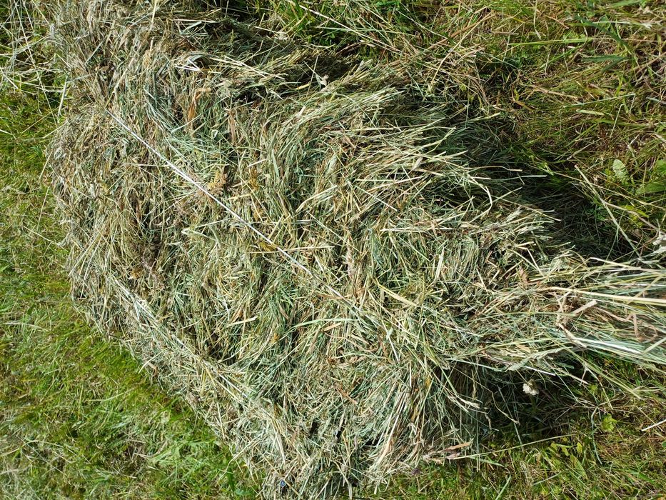 Siano kostka tegoroczne bezdeszczowe