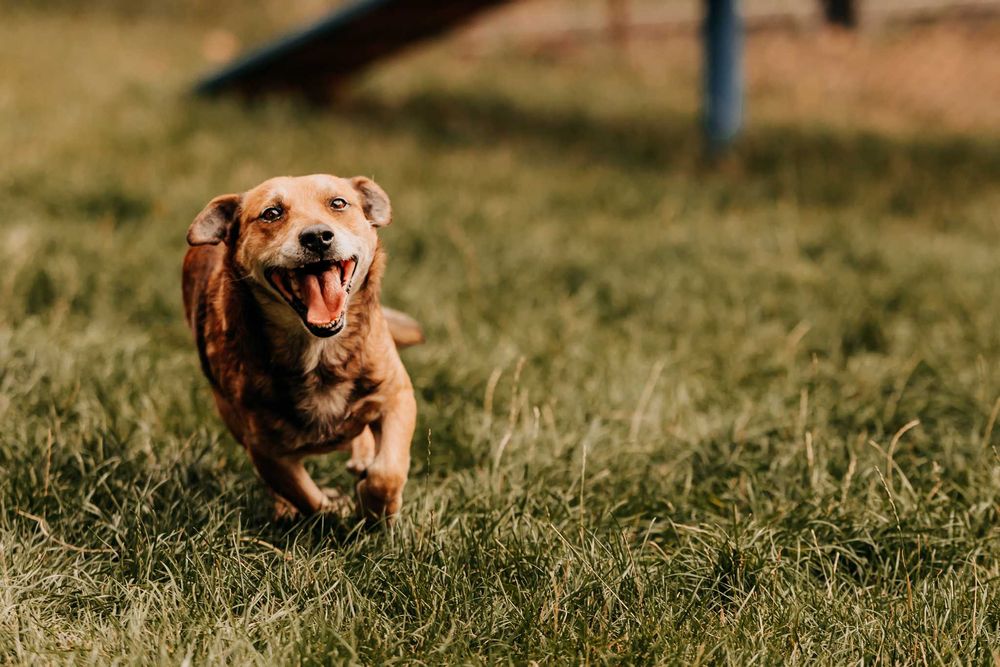 Major - wesoły psiak do zadań specjalnych i przytulania