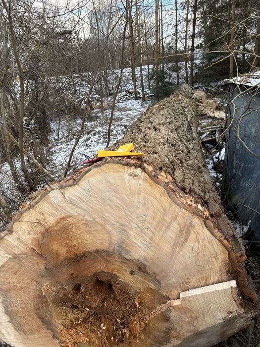 Topola drzewo tartaczne, dłużyca