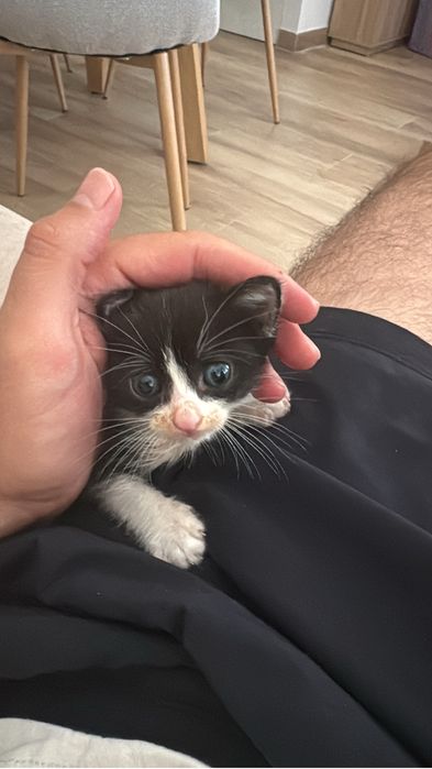 Gato de 1 mes para adoção
