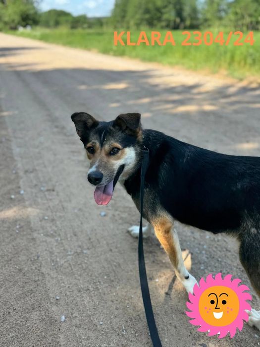 Klara do adopcji